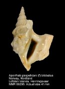 Aporrhais pespelicani (f) bilobatus (2)
